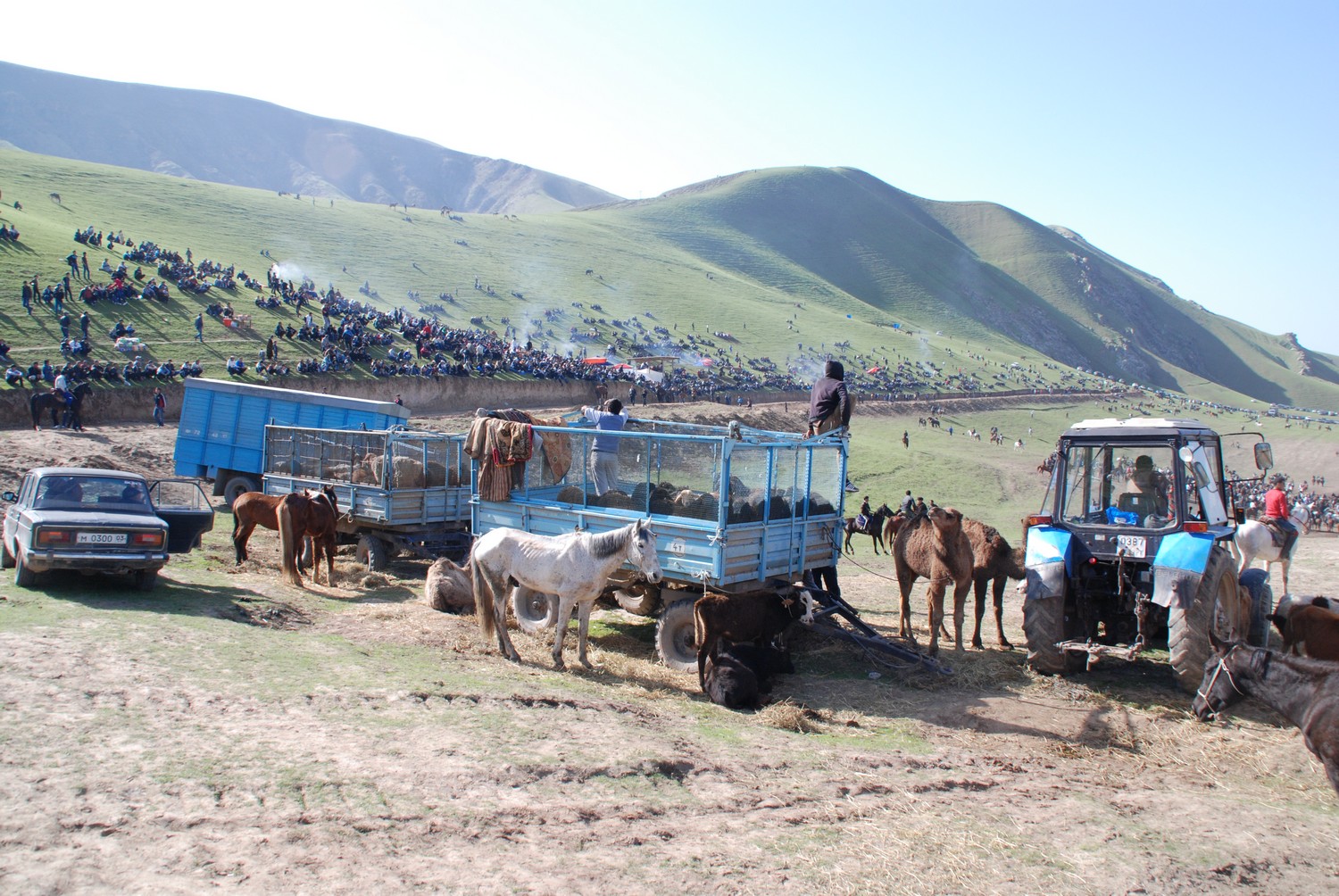 Nachschub an Pferden und Ziegenböcken Buzkashi Tadschikistan