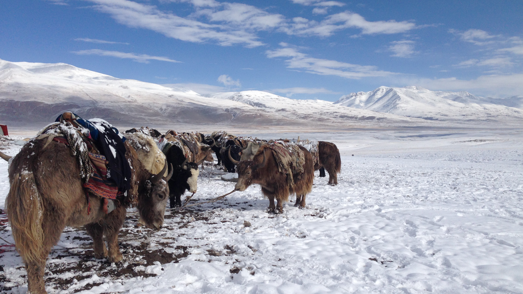 Pamir Kirghiz Afghanistan Yak Neige Montagne