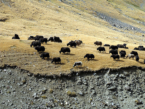 Yaks in Kyrgyzstan