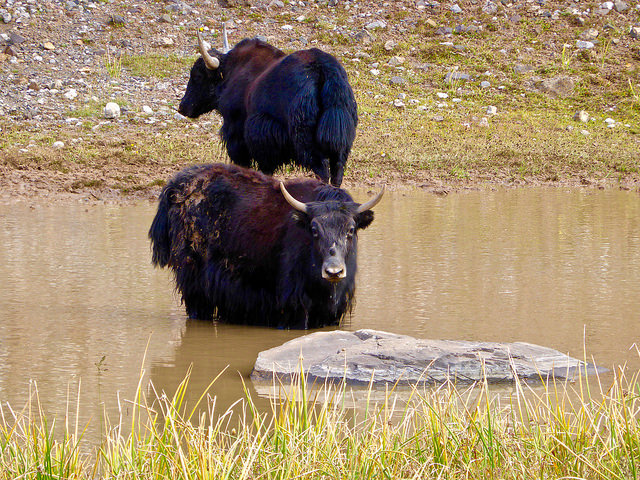 Yaks in Kyrgyzstan