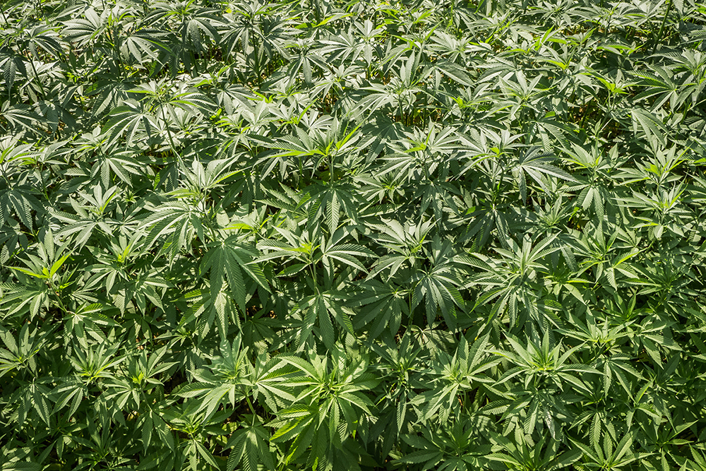 Cannabis Accès Bord Routes