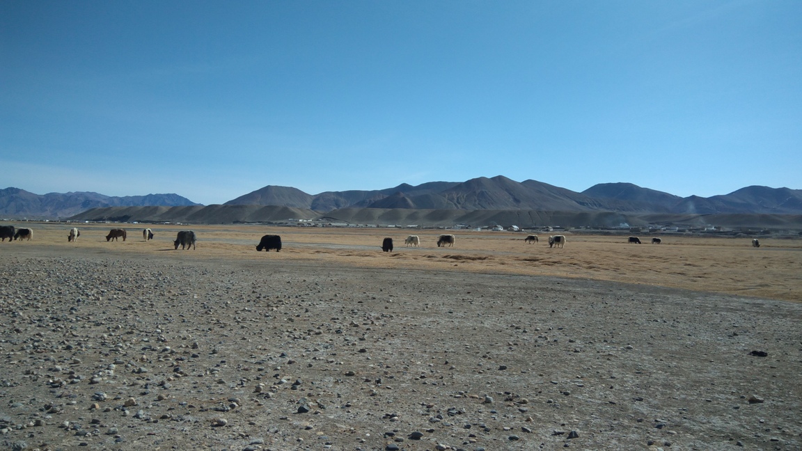 Troupeau Yaks Vallée Mourghab Tadjikistan