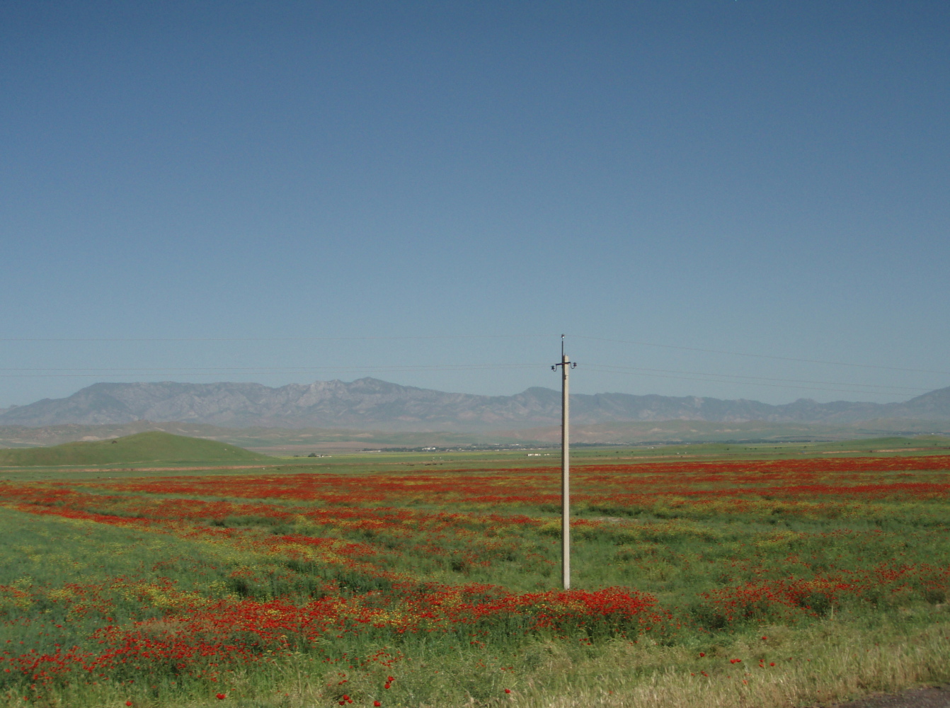 Tadjikistan Danghara coquelicot