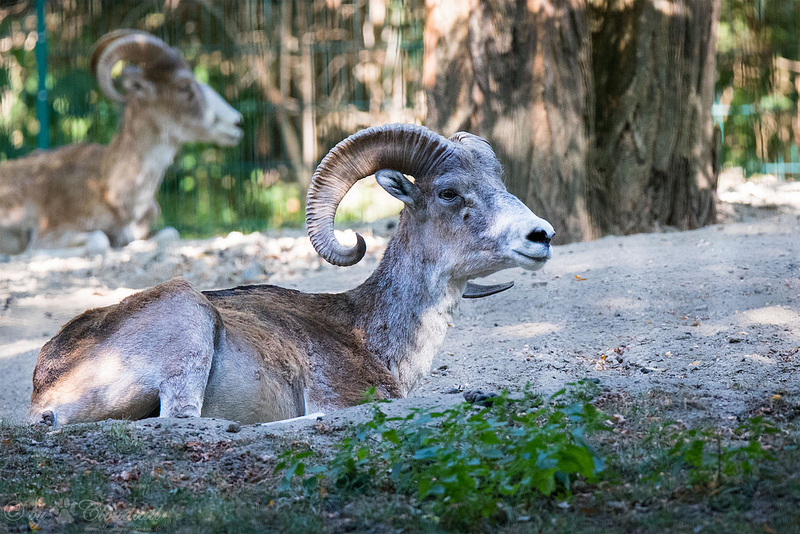 Argali Animal Asie centrale