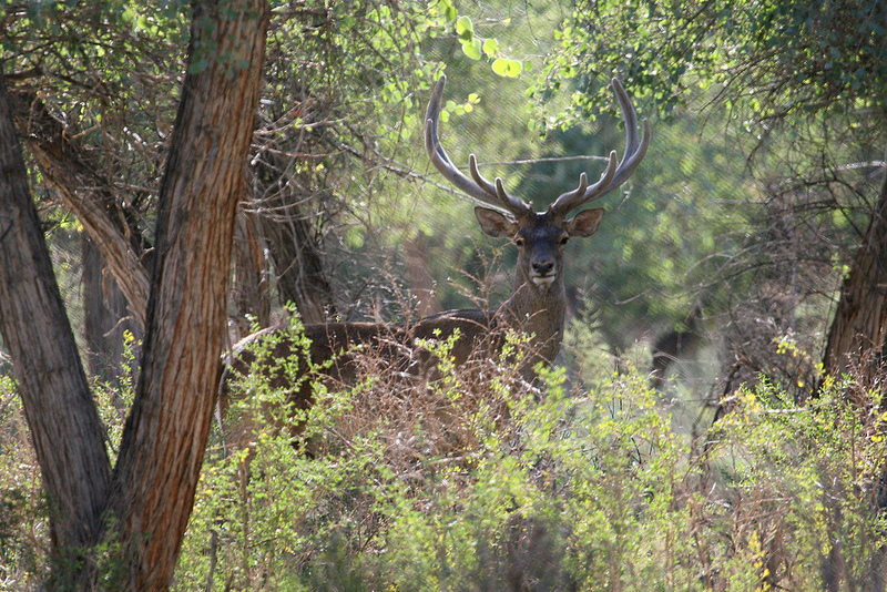 Cerf de Bactriane Animal Asie centrale