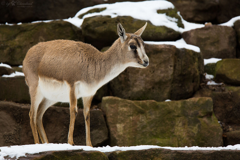 Gazelle de Perse Animal Asie centrale
