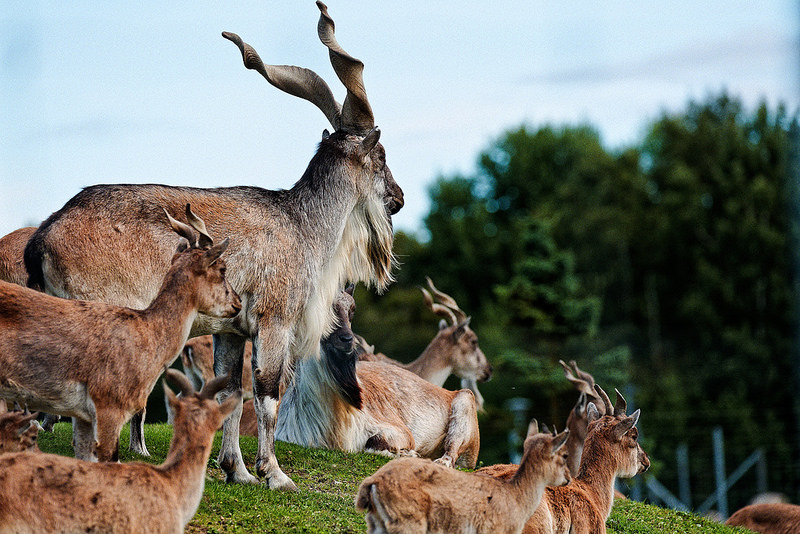 Markhor Animal Asie centrale