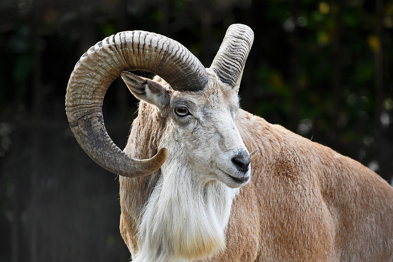 Urial Animal Asie centrale