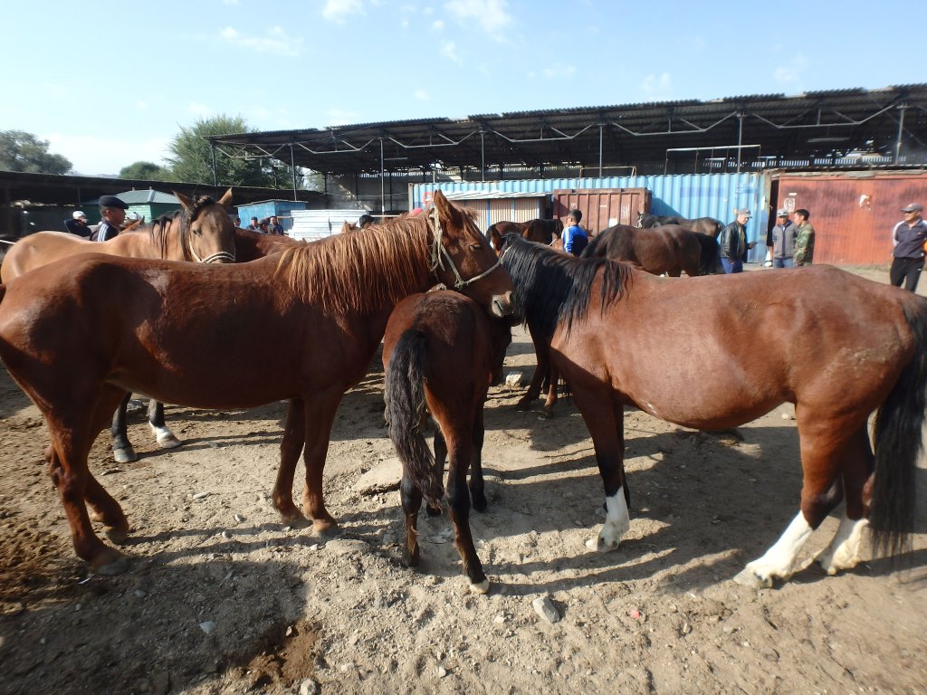 Khassan Cheval Son Koul Kirghizstan