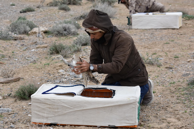 Outarde de Macqueen Oiseau menacé Environnement Ouzbékistan