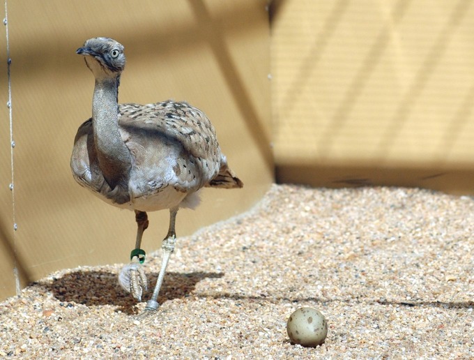 Outarde de Macqueen Oiseau menacé Environnement Ouzbékistan