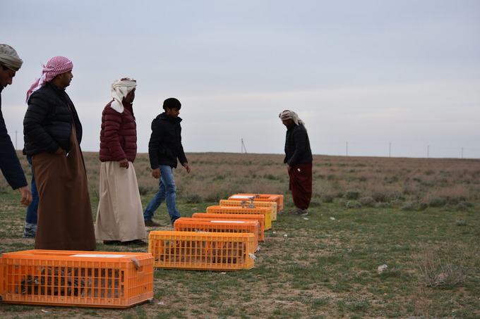 Outarde de Macqueen Oiseau menacé Environnement Ouzbékistan
