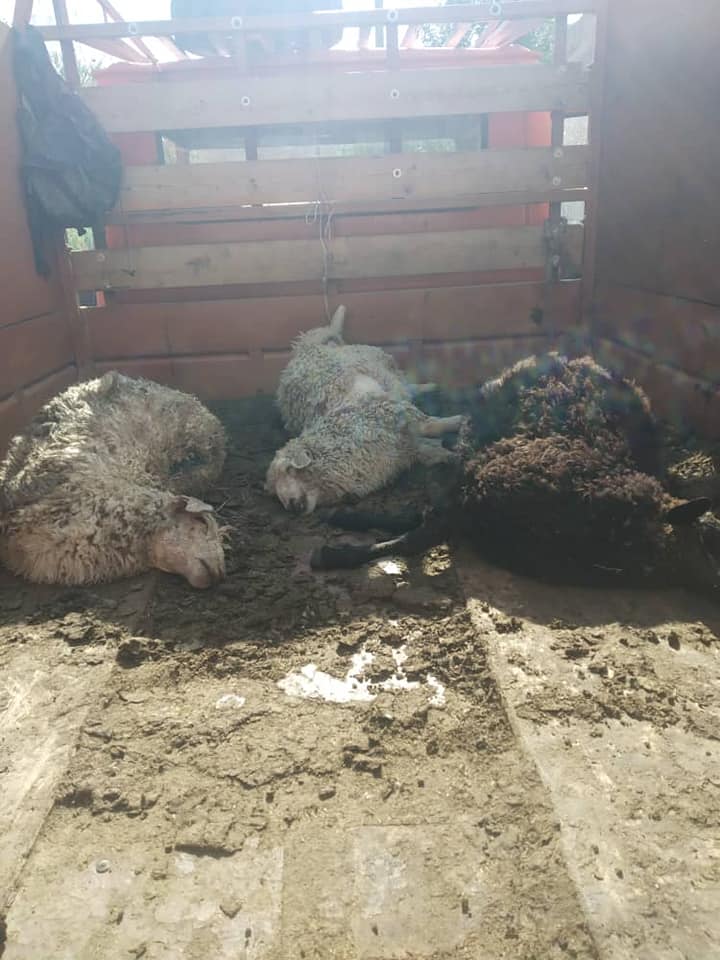 Moutons, enclos