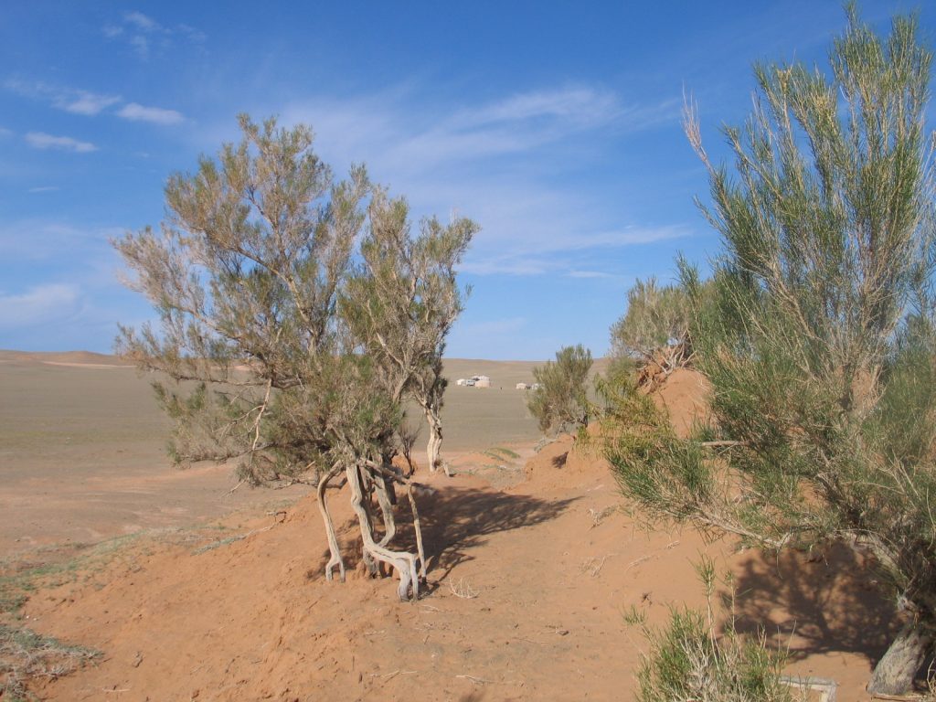 kazakh saxaoul