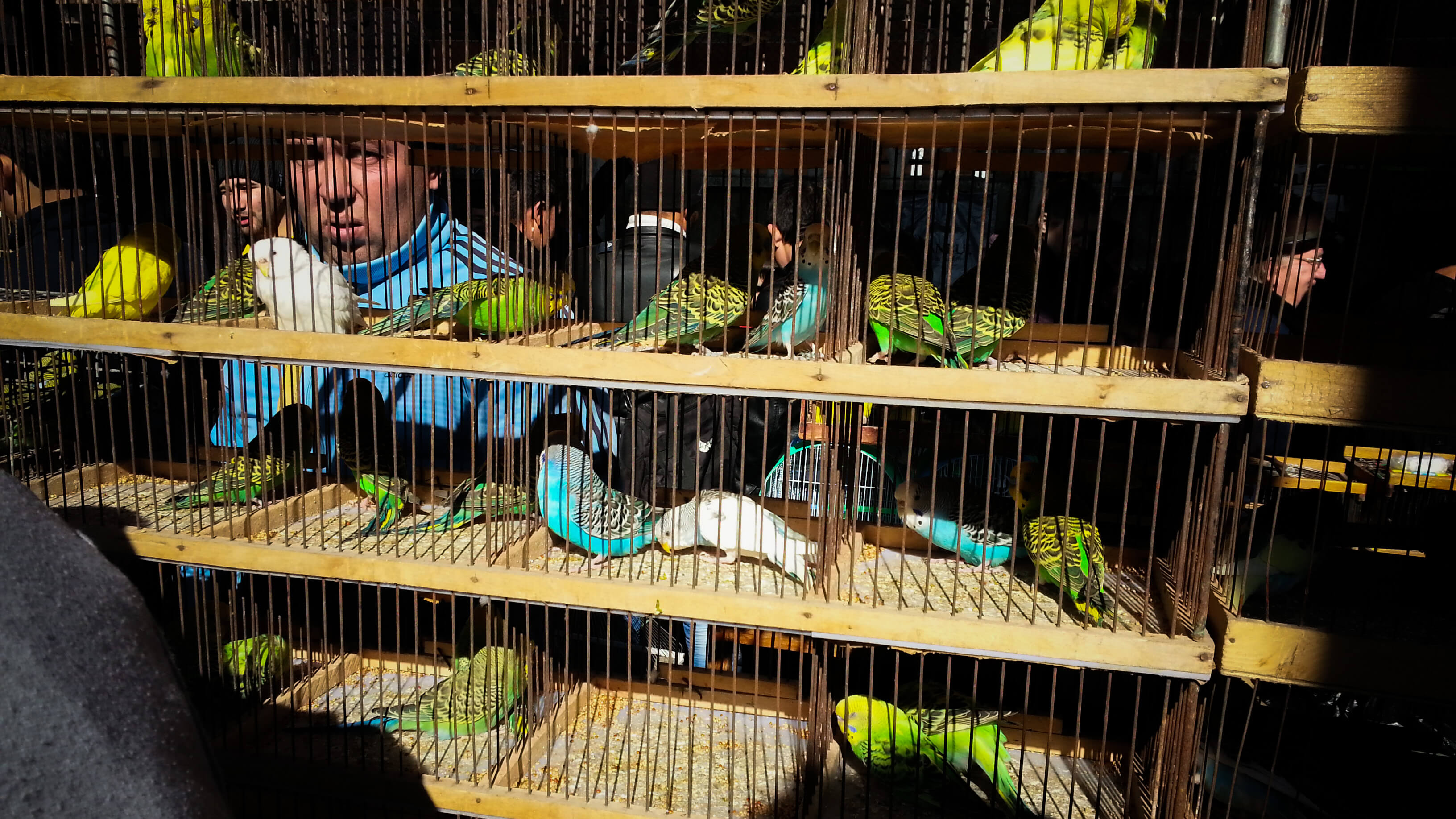 Bazar Yangiabad Tachkent Ouzbékistan oiseaux perroquet Stanislav Magay